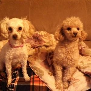 Meet your Posher, Carol